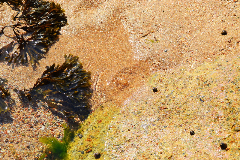 4K, full frame, high angle view, seaweed, detail, day, close-up, lichen, growth, rock - object, no people, plant, rock weed, sunlight, outdoors, land