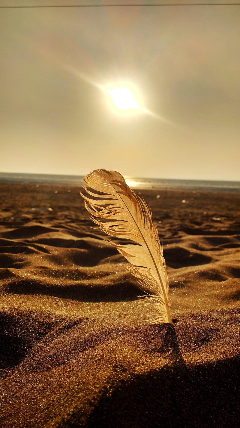 sky, arid climate, feather, land, sunlight, golden, sand, tranquil scene, sea, tranquility, sun, outdoors, landscape, beauty in nature, sunset, softness