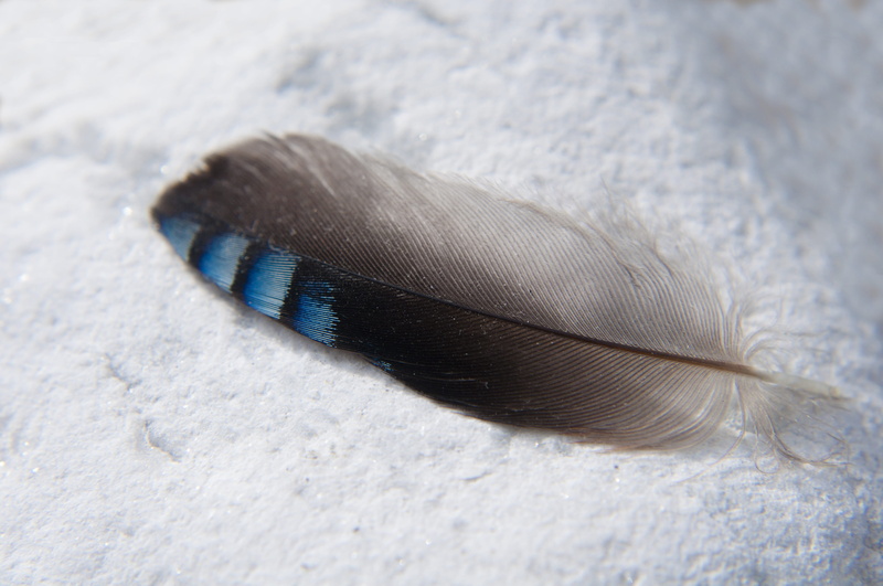 white color, feather, close, pattern, animal, softness, day, nature, vulnerability, selective focus, no people, blue-black, jay, blue, textured, 4K, animal wildlife