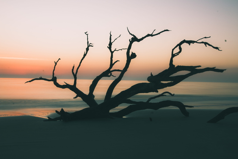 beach, outdoors, bare tree, water, tranquility, driftwood, shadow, dark, dead plant, soft, sunset, shore, land, faded, deep, sea, branch, sky, no people