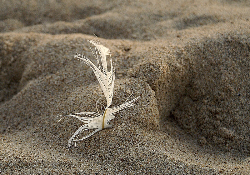 invoice, wet sand, tranquility, softness, day, shape, beach, nature, no people, crop, outdoors, cereal plant, sunlight, sand, grass, imprint, a feather