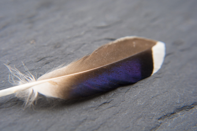single object, art and craft, container, bird feather, simplicity, glazed includes, sand, nature, close, macro, wood - material, feather, high angle view