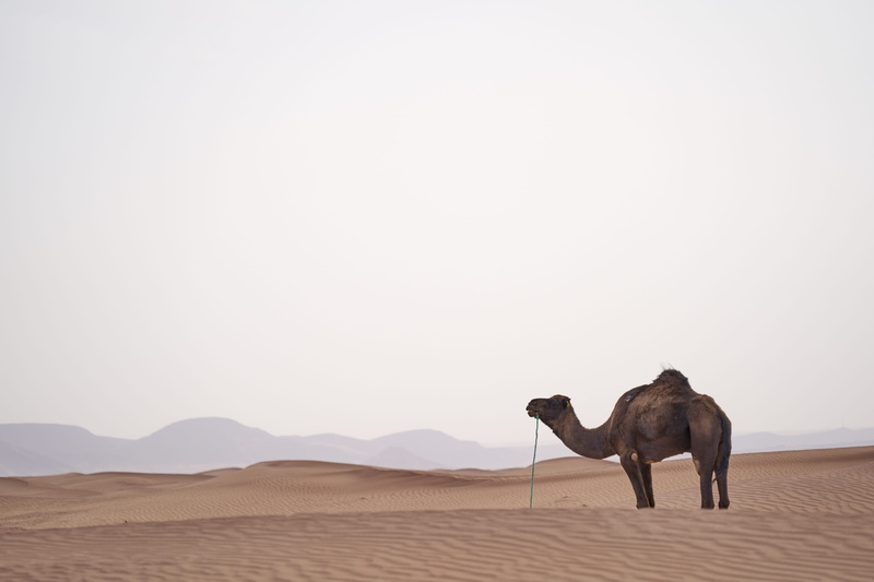  animal themes, animal, daytime, sky, arid climate, copy space, elephant, mammal, climate, landscape, 5K, photography, wildlife, one animal