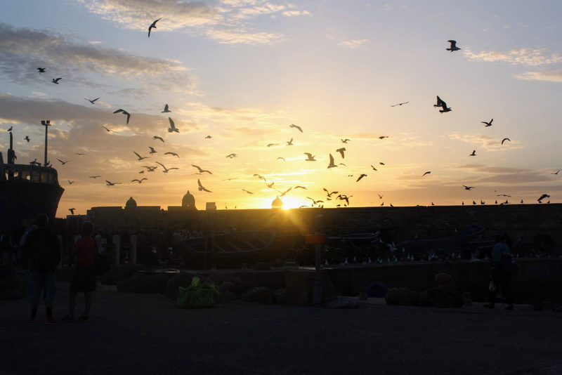 lens flare, group of animals, animal, essaouira citadel, cloud - sky, sun, morocco, group of people, animals in the wild, real people, marokko, sky, essaouira
