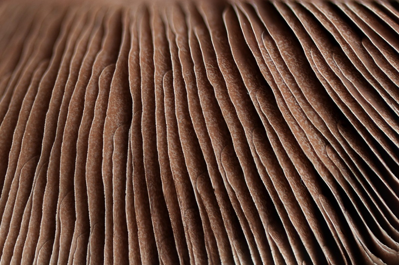 mud, pattern, 4K, natural pattern, dune, coral, radiating lines, magnification, abundance, back, rug, marine, macro, animal, animal themes, lines, sand