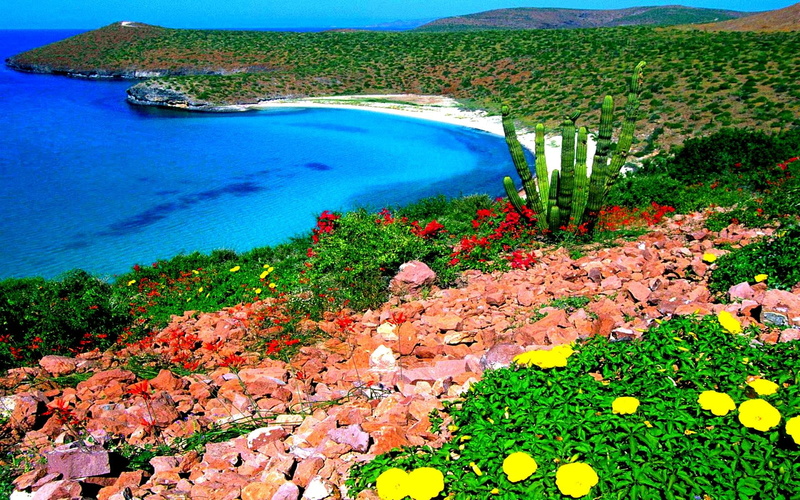 nature and landscapes, spring, 1080P, coastal, beach, hills, coast, blossoms