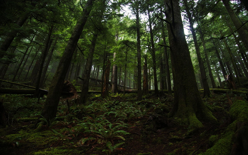 2K, mountains, 3d and abstract, evergreens, greeen rain, beautiful, forests, coastal, nature, serene, calm, forest