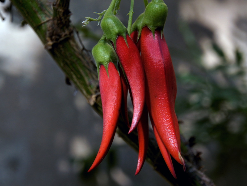 spice, Public Domain, organic, close-up, kaka, Dedication, chilli, 1080P, photos, photo, NZ, chili Pepper, beak, selective, Sony DSLR-A580, CC0, vegetable