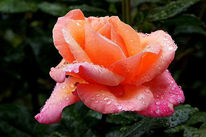 close-up, nature, macro, summer, 1080P, flower, Dedication, petal, Sony DSLR-A580, Roses, red, Public Domain, plant, flower Head, photos, rose, beauty In Nature