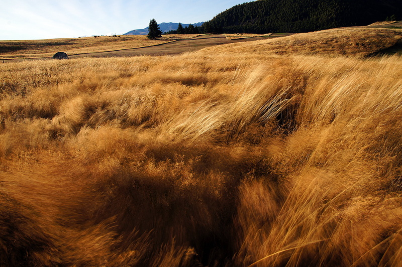 photos, blown, Lake Tekapo, grass, brown, landscape, Public domain, field, outdoors, gress, Wind, 1080P, Brown top, nature, scenics, rural Scene, New Zealand