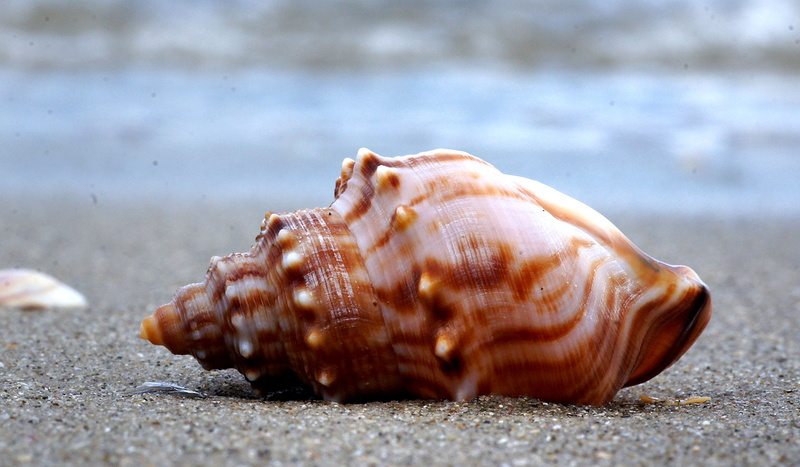 Sony DSLR-A580, photos, Public Domain, Gastropod, summer, Sea shell, 1080P, Mollusc, vacations, Whelk, shells, Dedication, close-up, Beach, animal Shell