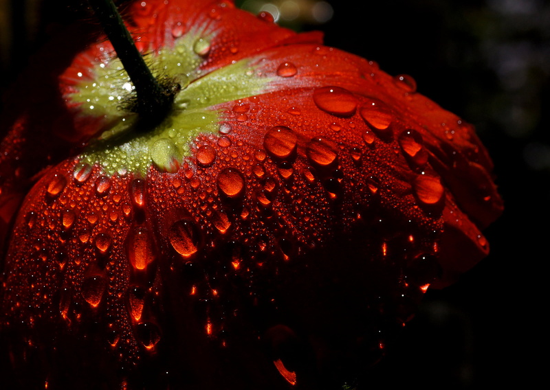 Tamron, Water, Poppy, Public Domain, raindrop, wet, red, untitled, nature, photos, drop, Dedication, rain, macro, Dew, freshness, Flower, 1080P, CC0, 90 mm