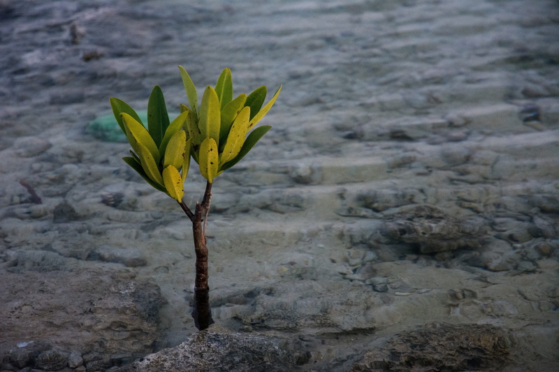 green color, seaside, outdoor, freshness, nature, water plant, day, beach, leaf, plant, wave, close-up, desert, scenic, no people, yellow, environment