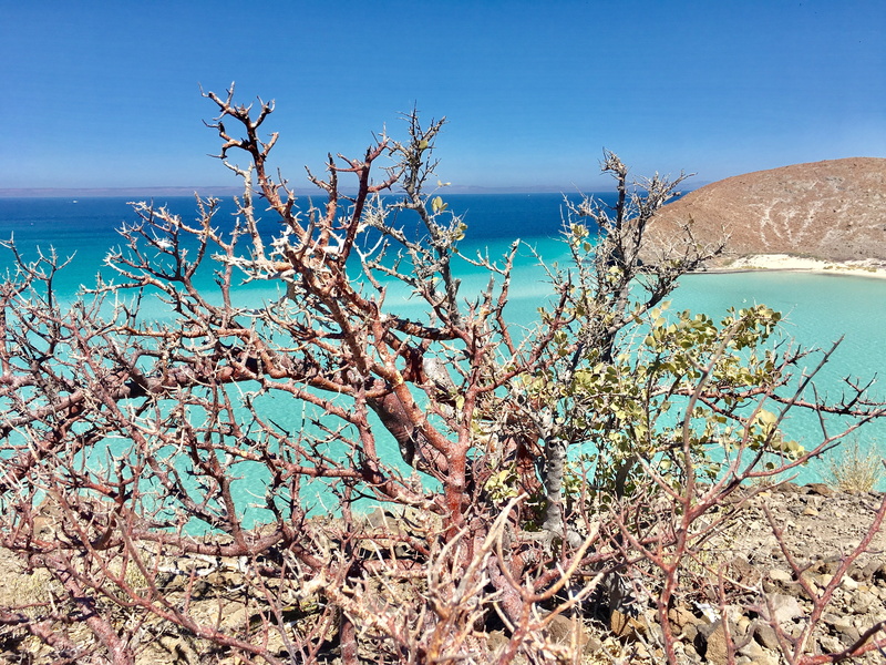 outdoors, horizon, tree, desert, coastal landscape, scenics - nature, sunny, dry, sky, travel destinations, sand, clear sky, calm, calm sea, plant, beach