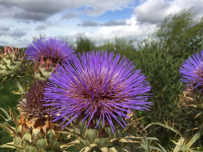 beauty in nature, purple, field, growth, 1080P, flowering plant, thorny, plant, about, plants, desert, landscape, petal, cloud - sky, springtime, close-up