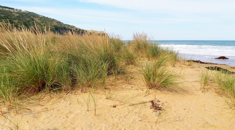 no people, beauty in nature, new zealand, sandhill, growth, grasses, footprints, sand, scenics - nature, sky, day, outdoors, coast, grass, beach, unspoiled