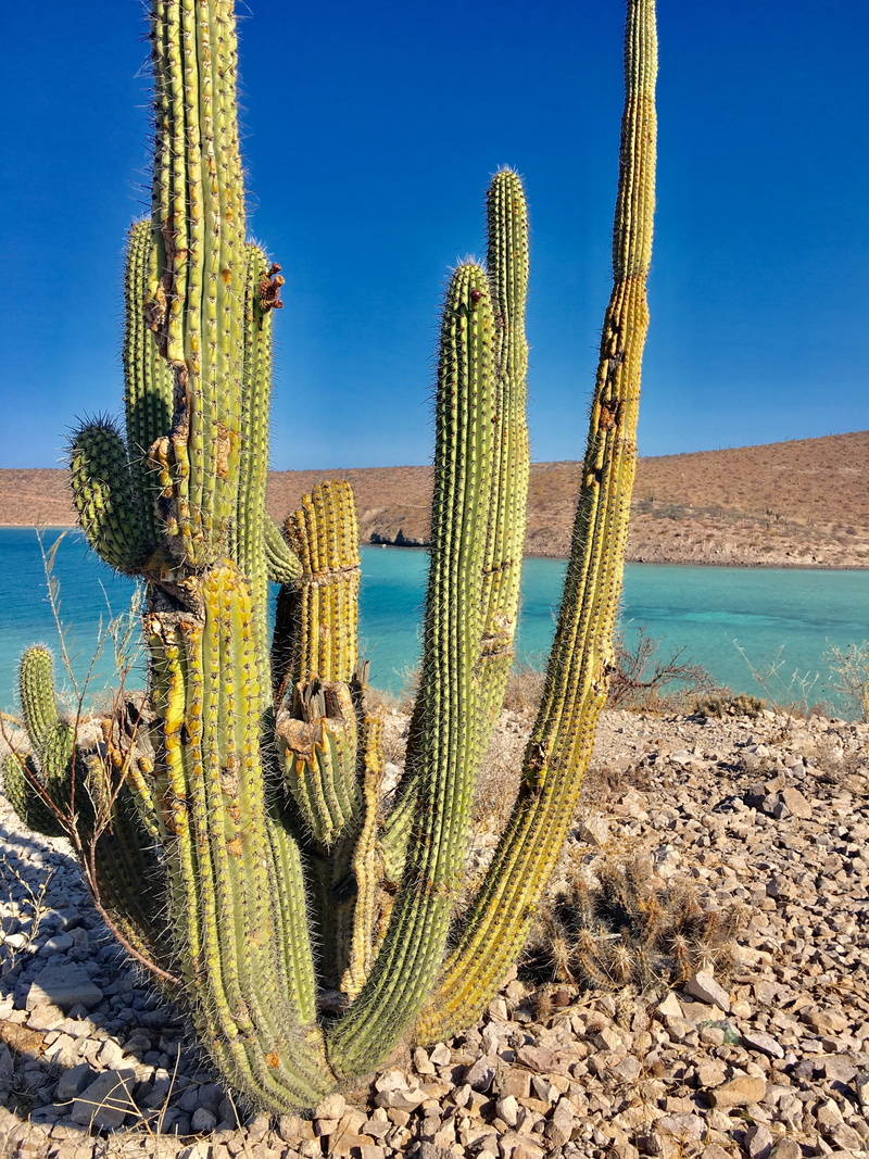 saguaro cactus, climate, nature, ocean, outdoors, spina, coastal landscape, land, sea, day, cactus, water, desert, peace, succulent plant, sunlight, ecosystem