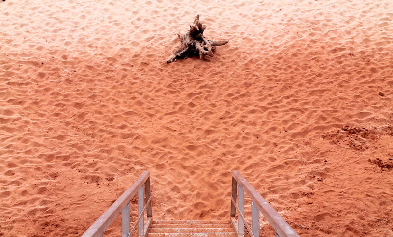 2K, vertebrate, spider, sandy, invertebrate, animal wildlife, mammal, high angle view, near, desert, sand grain, brown, sand, nature, wood, soil, stairs