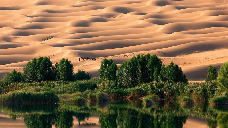 no people, lake, water, reflection, environment, 1080P, beauty in nature, land, non-urban scene, landscape, tree, desert dune trees nature landscape oases