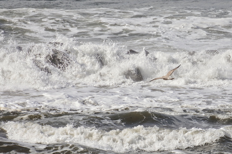 splashing, power in nature, aquatic sport, waterfront, flight, riptide, sea gull, japan sea, beauty in nature, one animal, seagull, animals in the wild
