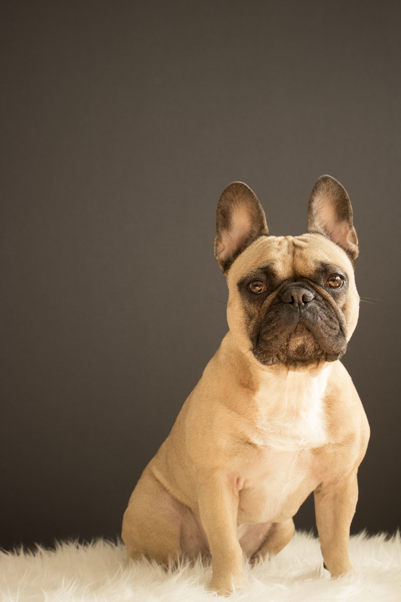 no people, french bulldog, contemplation, bulldog, mammal, one animal, close, dog, portrait, photography, copy space, bono, pets, indoors, 5K, looking