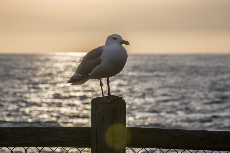 railing, nature, dusk, clayton, beak, sea, no people, 2K, pier, one animal, wooden post, reflection, perched, seabird, sky, sunset, day, water, outdoors