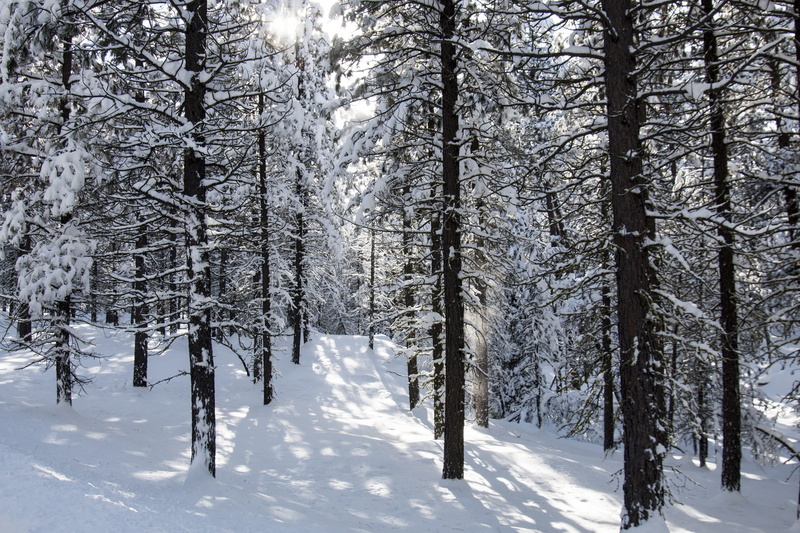 usa, landscape, snow, outdoors, nature, beauty in nature, sun, scenics - nature, plant, scenic, no people, land, environment, trees, non-urban scene, scene