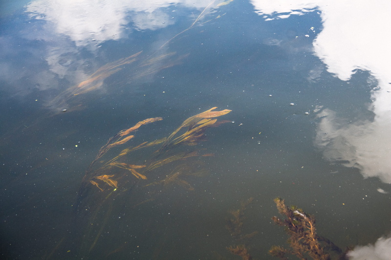 tranquility, vertebrate, underwater, 5K, water, nature, seaweed, animal, high angle view, animals in the wild, group of animals, beauty in nature, mirror