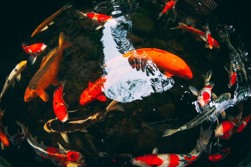 carp, koi carp, red, artwork, nature, animal wildlife, goldfish, water, pond, fisheye, vertebrate, school of fish, group of animals, fish, animal, swimming