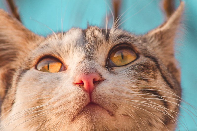 animal body part, pets, animal, sunshine, canon, feline, pakistan, mammal, faisalabad, no people, cute, close-up, tree, cat, clouds, snout, internet, portrait