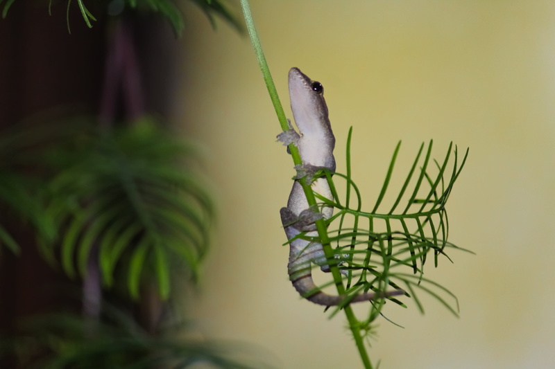 lizard at night, nature, one animal, close-up, plant, focus on foreground, lizard in a tree, natgeo animal, beauty in nature, tree, lizard, animal wildlife