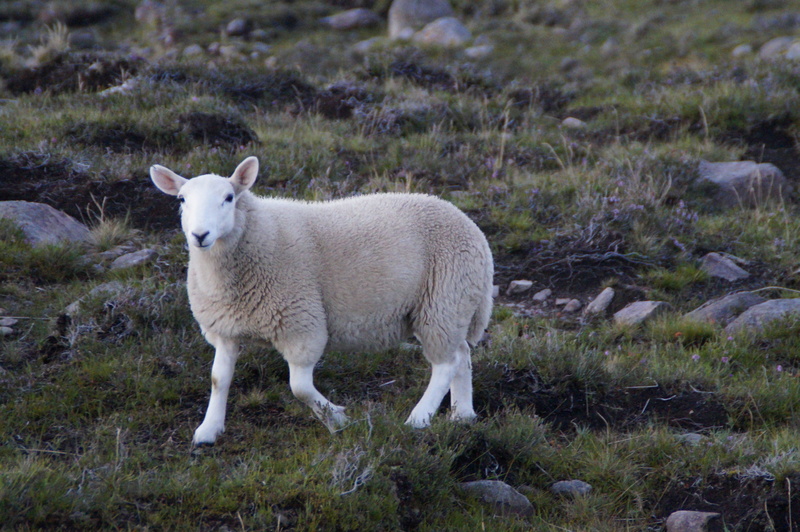 scottish, pets, plant, vertebrate, white color, nature, scotland, animal, domestic animals, day, running, one animal, herbivorous, highlands and islands