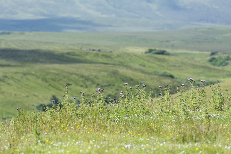 land, nature park, nature, tranquility, green color, animal, beauty in nature, old, animal themes, national park, highlands and islands, scotland, field