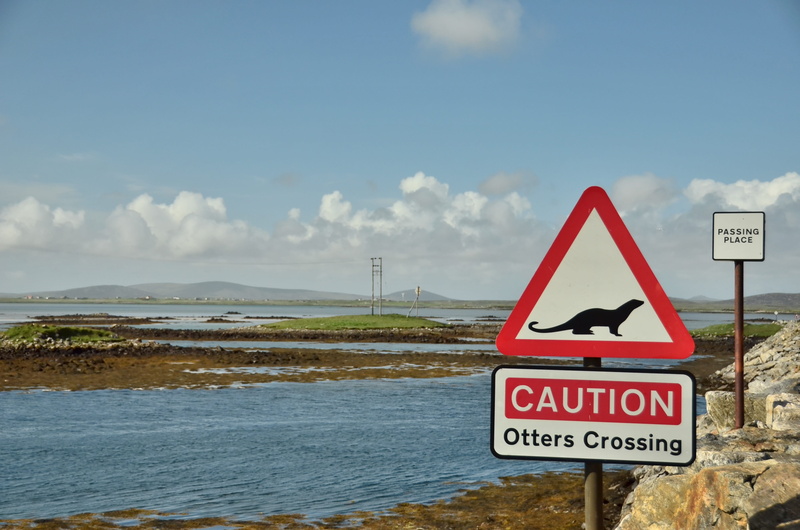 otter, warning, sign, guidance, triangle shape, scotland, warning sign, information sign, cloud - sky, safety, western script, information, sky, uist, roadside