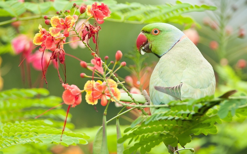 one animal, rose, flower, green color, no people, animal wildlife, flowering plant, beak, animal themes, ringed, 2K, beauty in nature, vertebrate, parrot