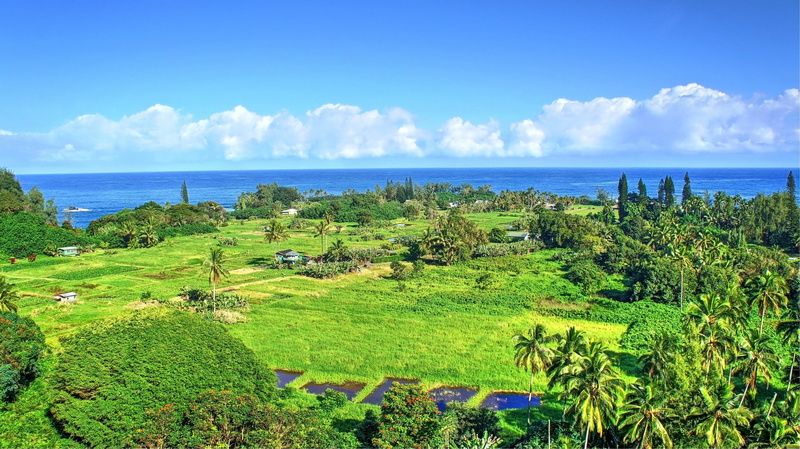 Tropical water, Palm Trees, Maui, 4K, beach, waterfall, Hawaii, Isle of Maui, Tropical Forest