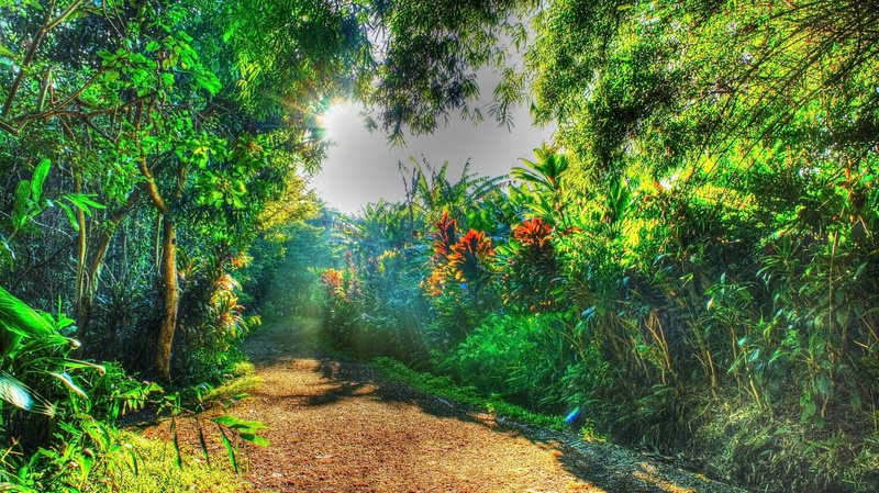 Maui, beach, 4K, Palm Trees, waterfall, Isle of Maui, Tropical water, Tropical Forest, Hawaii