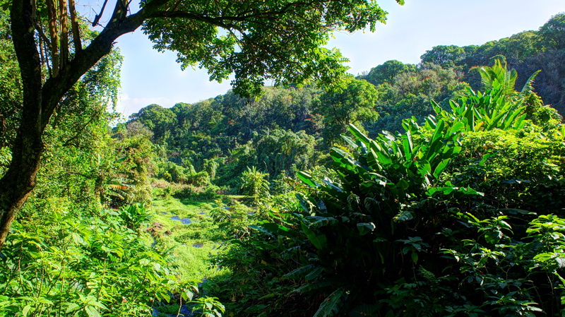 green color, foliage, no people, tropical water tropical forest hawaii isle of maui maui palm trees beach waterfall, forest, plant, scenics - nature, tranquility