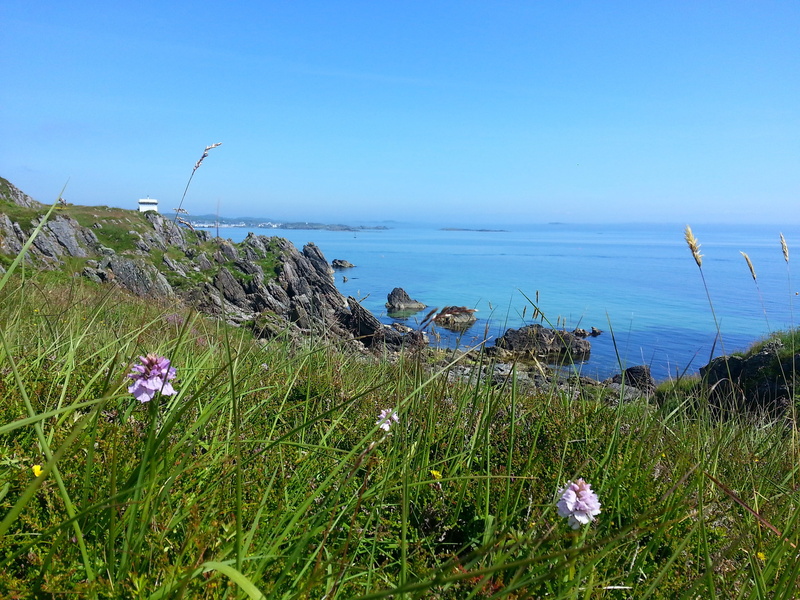 flower, sea, growth, landscape, horizon over water, plant, flowering plant, tranquil scene, 2K, blue, scottish, tranquility, water, beautiful, horizon