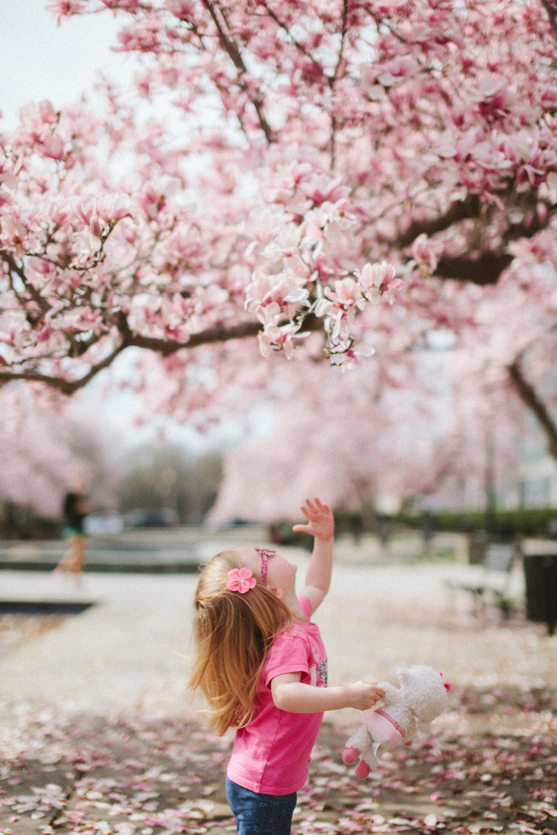 pink Color, fragility, cherry blossom tree, flower, growth, people, near, cherry, day, japan, flowering plant, plant, tree, park, flower Head, one Person