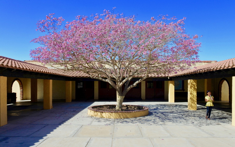outdoors, springtime, courtyard, 5K, clear, mexico, cherry blossom, tree, plant, blossom, flowering plant, footpath, building exterior, beauty in nature