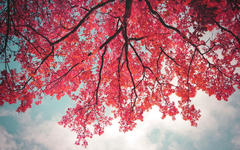 plant, sky, branches, beauty in nature, tree canopy, tree, maple leaf, day, 720P, Nature, scenics - nature, leaves, autumn, natural condition, low angle view