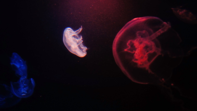marine, sea, water, underwater, Maui, beach, black background, decor, group of animals, 4K, sea life, pink, animal, palm trees, jellyfish, no people, nature