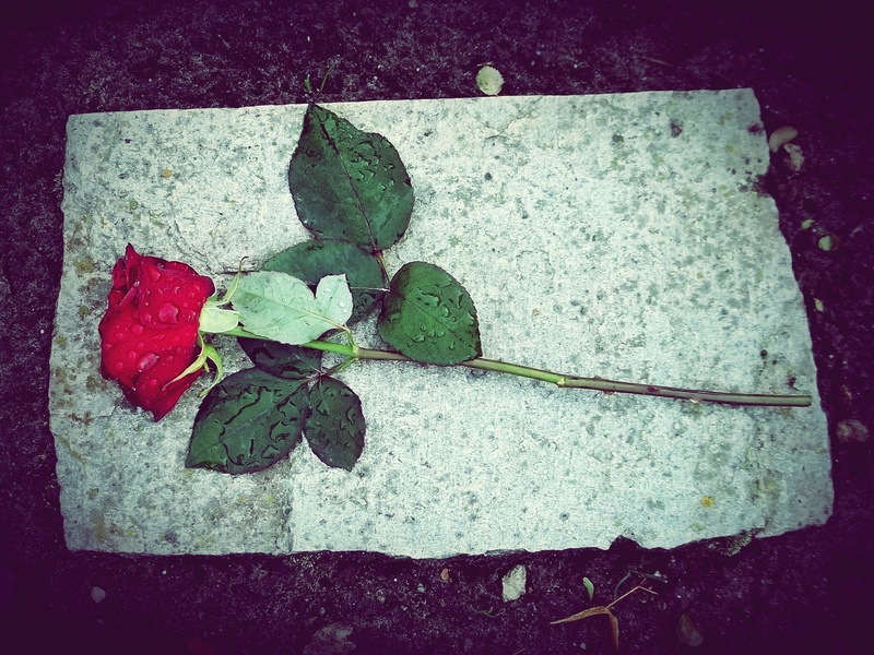growth, rain, outdoors, cemetery, vulnerability, directly above, close-up, auto post production filter, day, 1080P, nature, rose, freshness, thorn, high angle view
