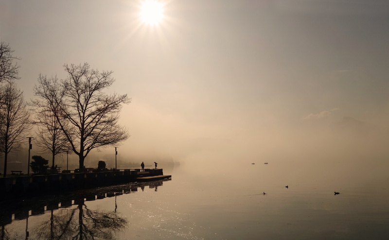 ducks, water, trees, 5K, nature, web, sunlight, day, mirroring, Fog, plant, tranquil scene, waterfront, morning, silhouette, dock, Sunrise, emergence