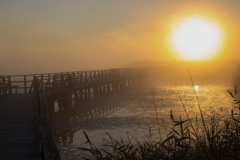 wooden post, sunlight, relaxation, tranquil scene, nature, sky, hour, sunbeam, atmospheric, morning mist, outdoors, empty, 5K, rest, reed, bad buchau