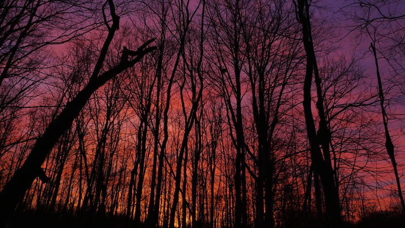 fort wayne, trees, woodland, branch, beautiful, 4K, plant, hd background, color, scenics - nature, setting, outdoors, woods, forest, non-urban scene, land