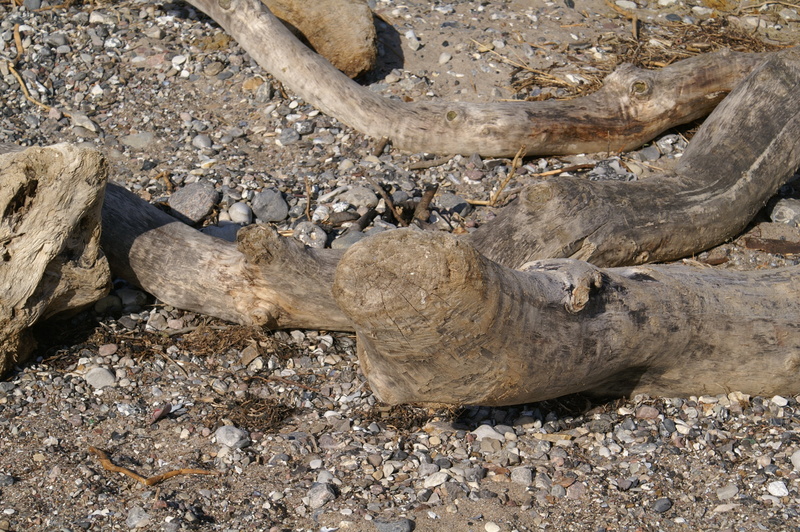 textured, lake, beach, mammal, 2K, stones, rock - object, drift wood, baltic sea, solid, nature, close-up, one animal, rock, bank, no people, arid climate