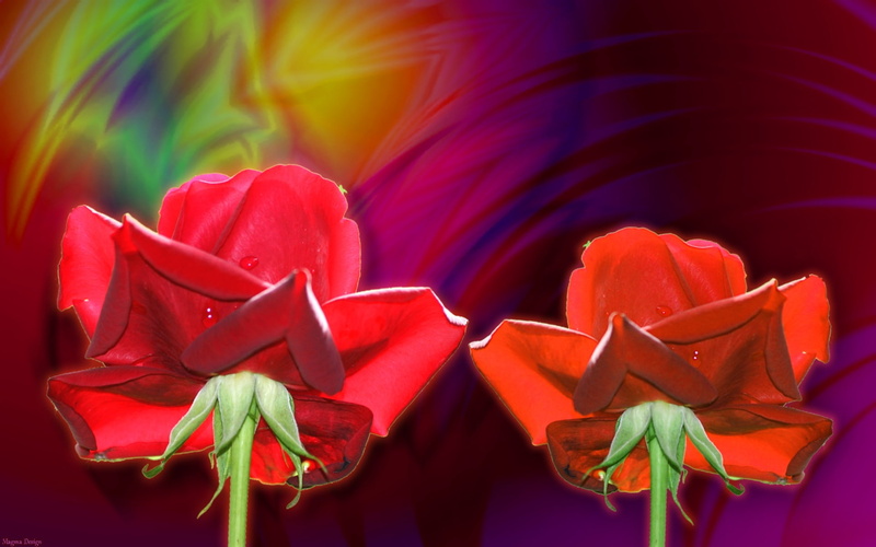 abstract, hd, Love You, Flowers, art, roses, shiny, Love, red, 1080P, red rose, druffix