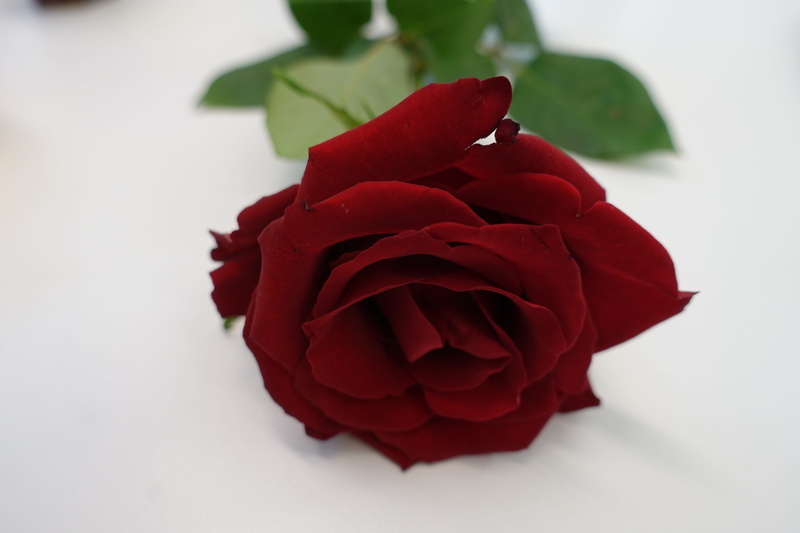 Heart, love you, Love, beauty in nature, flowering plant, no people, plant part, freshness, indoors, vulnerability, heart, 5K, Romance, petal, Red Rose